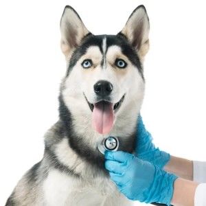 Meet your Posher, Akoni